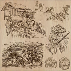 Rice crop. Agriculture. An hand drawn vector set.