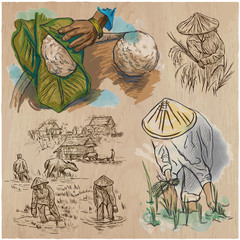 Rice crop. Agriculture. An hand drawn vector set. - 118150157