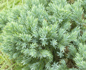 Juniperus communis - evergreen juniper tree, green branch in the