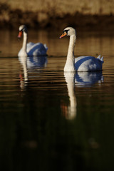 Fototapeta premium Mute Swan, cygnus olor