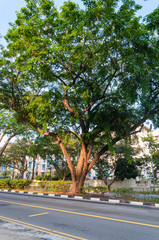 Fototapeta na wymiar tree on street isle