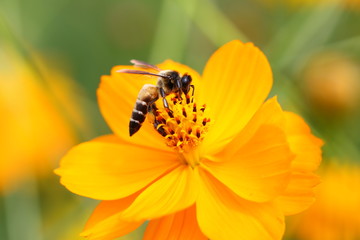 Beautiful Bee on Yellow Flower