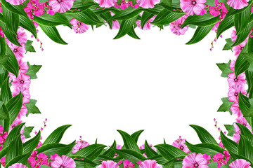 Obraz na płótnie Canvas Orchid flower isolated on white background.