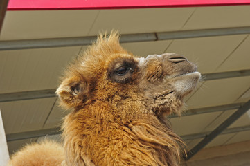 camels