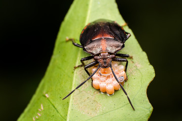 Chinche y sus crías