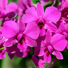 Closed-up of Wild Orchid.