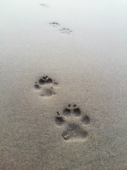 Beach dog.