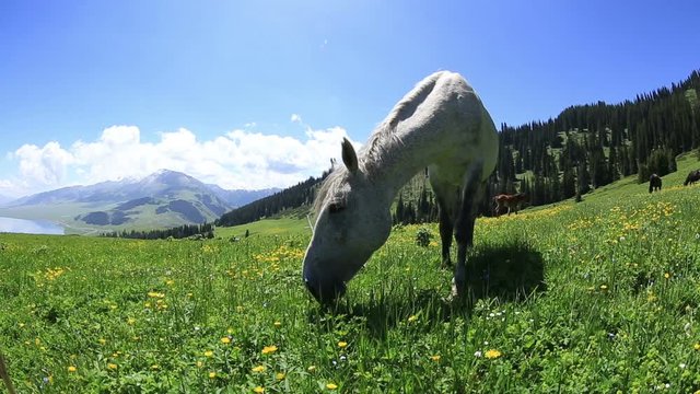 horse eating grass on beautiful mountain grassland