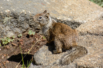 Close up Squirrel