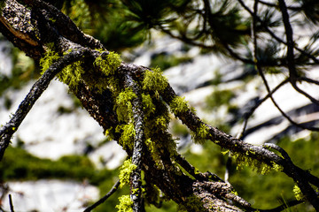 Moss on the Tree