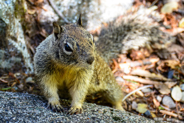 Close up Squirrel