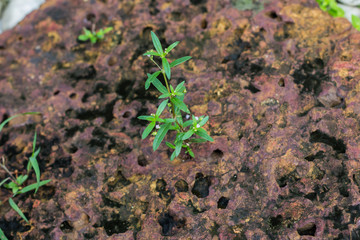 Baby plath on the stone