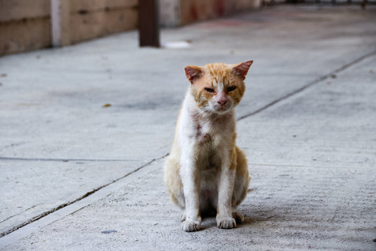 Wounded street cat