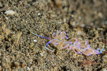 Phyllodesmium opalescens Nudibranch, Sea Slug