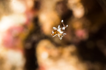 Tiny Juvenile Harlequin Sweetlips