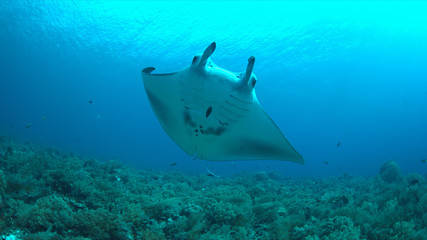 Manta ray swims on a coral reef.