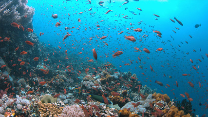 Naklejka na ściany i meble Colorful coral reef with plenty fish.