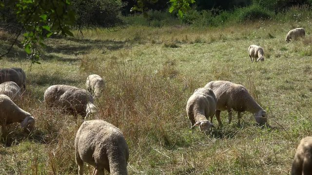 Flock of Sheeps (high detailed 4K footage)