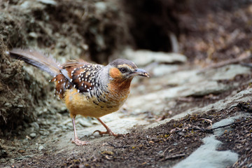 Brown birds carrying food, walking on the ground.
