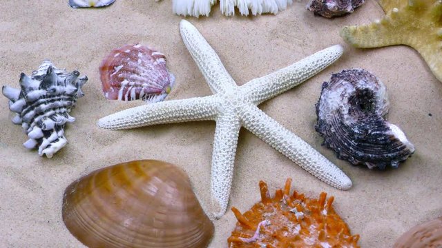Starfish and Seashells on Sand