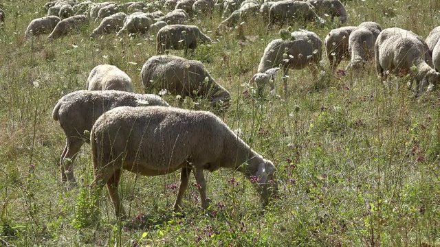 Sheeps (4K UHD footage) on a summer meadow