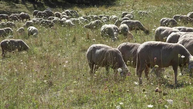 Sheeps (4K UHD footage) on a summer meadow
