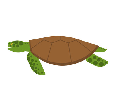 Marine Turtle Illustration
