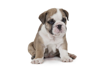 English Bulldog on white background