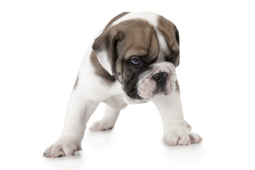 English Bulldog puppy on white