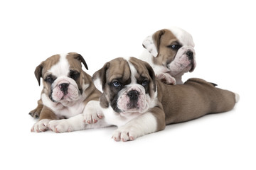 Portrait of English Bulldog puppies