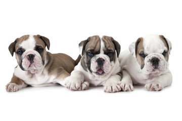 Purebred English Bulldog puppies over white