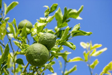 Lime tree