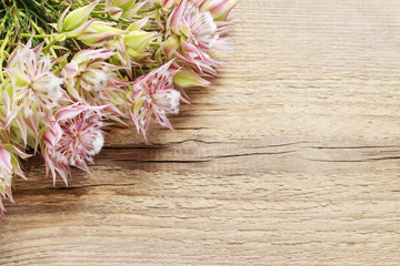 Serruria florida (blushing bride) flower on wooden background.