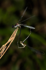 This is a photo of mating damselfly, was taken in XiaMen botanical garden, China.