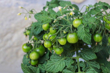 Green tomatoes. Healthy food.