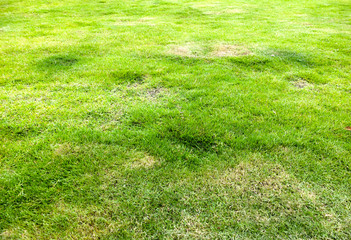 Many Colored Fall Leaves in the Green Grass