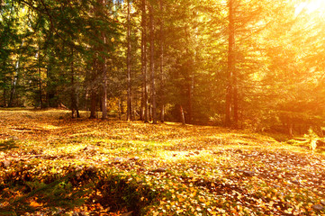 birch grove in the autumn
