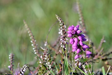 Fleurs mauves de bruyère