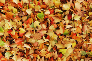 colorful autumn leaves background