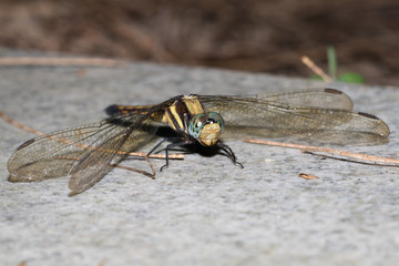 This is a photo of a dragonfly, was taken in XiaMen botanical garden, China.