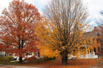 autumn trees in residential area