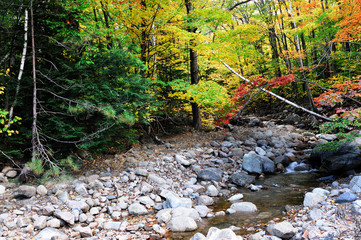 brook and colorful autumn forest in white mountain