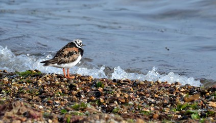 Le Tournepierre à collier  