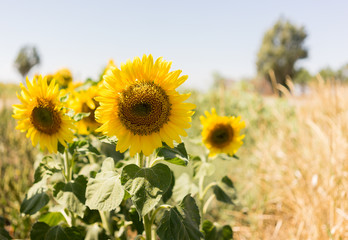 Fototapeta premium Sunflower with sunflower field and blue sky
