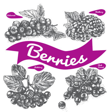 Vector illustration black and white set with berries