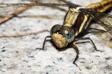 This is a photo of a dragonfly, was taken in XiaMen botanical garden, China.