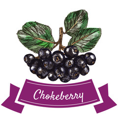 Vector illustration colorful set with chokeberry