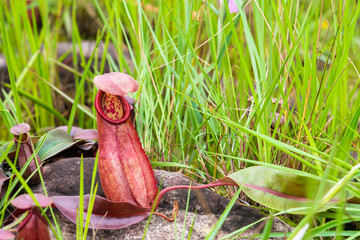 Tropical pitcher plants or monkey cups in national park.