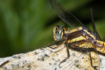 This is a photo of a dragonfly, was taken in XiaMen botanical garden, China.