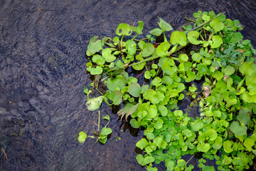 Water hyacinth soar in the river 